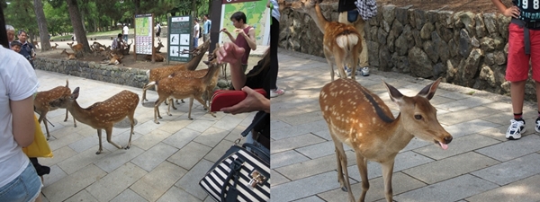 大阪短期遊學心得－奈良小鹿